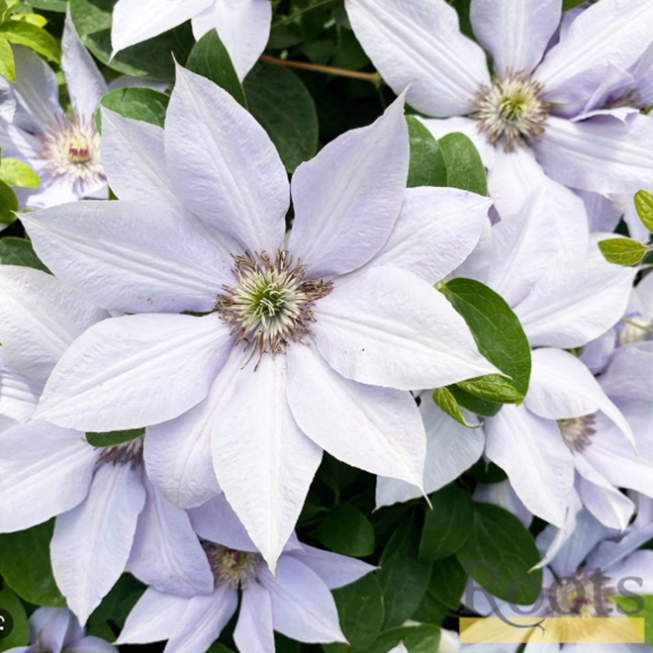 Клематис гибридный Бернадин